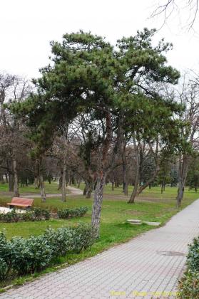 Pinus sylvestris